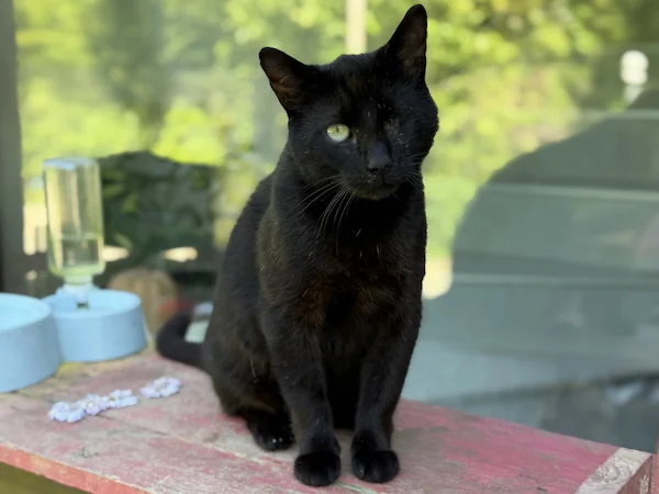 cherny_cat_2_w600_ar43