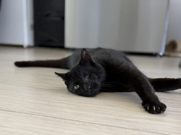 cherny_cat_3_w600_ar43