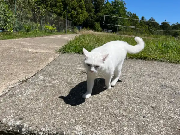 musya_cat_v3_w600_ar43